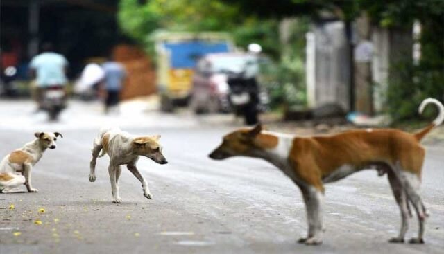 Woman cuts through icy pond to save dog, netizens laud