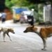 Woman cuts through icy pond to save dog, netizens laud