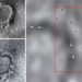First Electron Microscope Image Of COVID-19 Virus From India Released