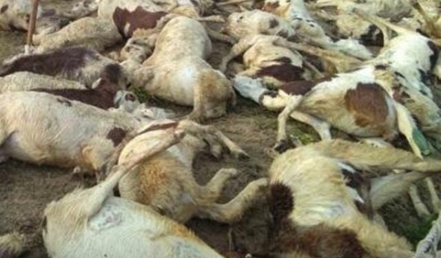 25 sheep killed by wild beasts in Kashmir valley