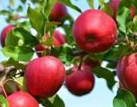 Lockdown-hit Kashmiri growers hope Ramadhan to boost apple consumption