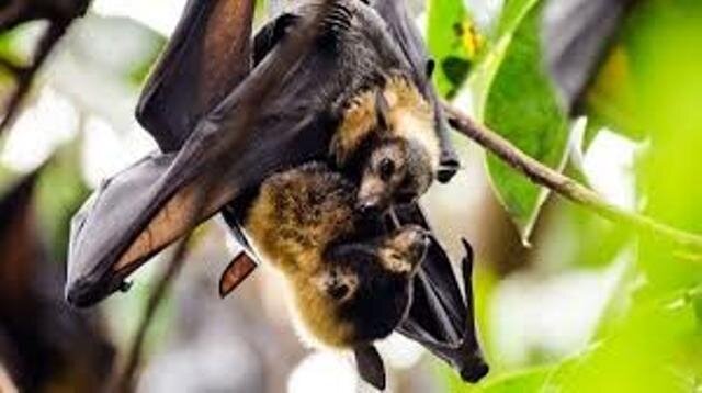 Bat coronavirus found in two Indian bat species:study