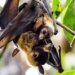 Bat coronavirus found in two Indian bat species:study