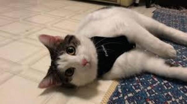 2 cats in NY become first US pets to test positive for virus