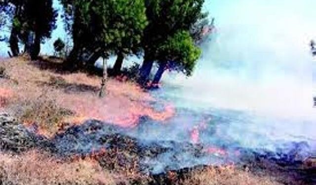 Inferno engulfs Khangund forests in Tral