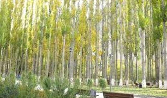 Drive to axe Female Russian Poplars in Pulwama begins