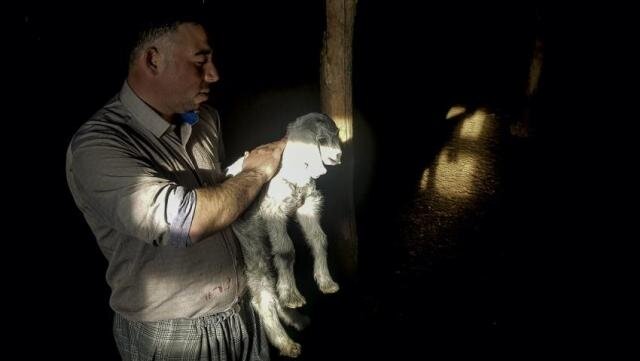 Turkish city to launch initiative to feed stray animals with leftover food