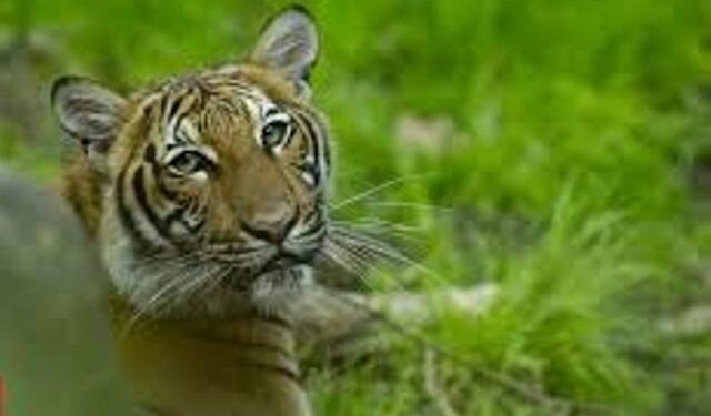 Tiger tests positive for coronavirus at Bronx Zoo, first known case in the world