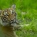 Tiger tests positive for coronavirus at Bronx Zoo, first known case in the world