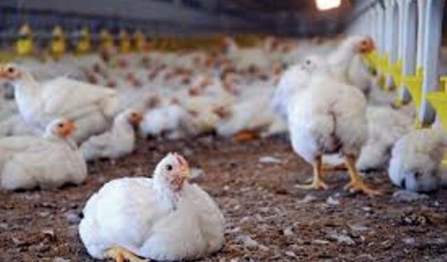 Owner of Poultry Farm sells chicken at exorbitant rates