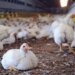 Owner of Poultry Farm sells chicken at exorbitant rates