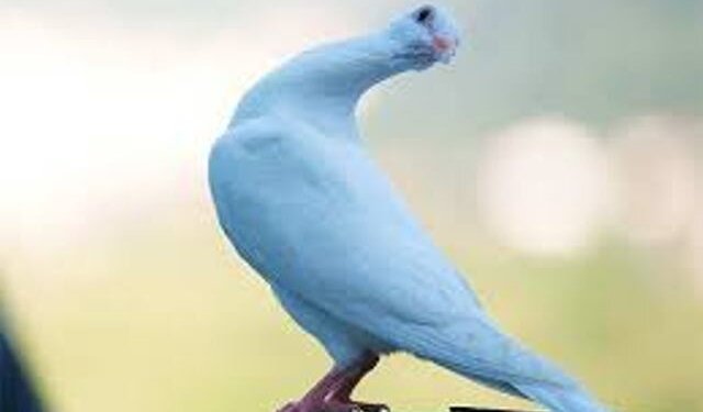 Suspected ‘spy’ pigeon from Pakistan captured along IB in J-K