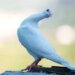 Suspected ‘spy’ pigeon from Pakistan captured along IB in J-K