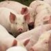 First Case of African Swine Flu Detected in India; 2,500 Pigs Killed in Assam