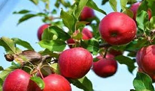 Who cut down apple trees in South Kashmir village? ‘Yet again over 90 trees chopped down’
