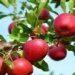Who cut down apple trees in South Kashmir village? ‘Yet again over 90 trees chopped down’