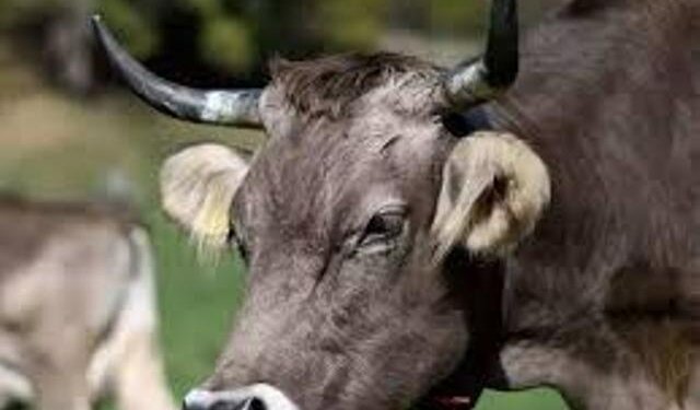 Govt considering proposal to cut export duty on hides, skins of bovine