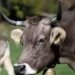 Govt considering proposal to cut export duty on hides, skins of bovine