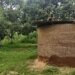 Army veteran becomes pioneering orchardist of Kathua Earns Rs 5.0 Lakh per annum from his grove of fruit trees