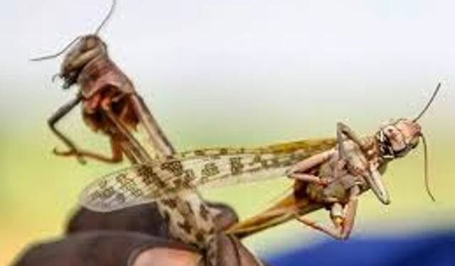 Locust menace | FAO asks India to be on high alert for next 4 weeks