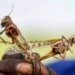 Locust menace | FAO asks India to be on high alert for next 4 weeks