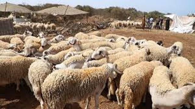 Eid-ul-Adha: Maharashtra plans online sale and purchase of goats in view of Covid-19 pandemic