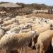 Eid-ul-Adha: Maharashtra plans online sale and purchase of goats in view of Covid-19 pandemic
