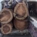 Huge quantity of illicit timber seized in Kangan