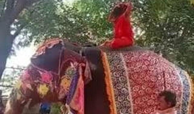 Ramdev, Mid-Yoga, Falls Off Elephant, Is Not Injured