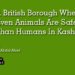A British Borough Where Even Animals Are Safer Than Humans In Kashmir