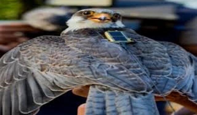 Tagged falcons visit India covering 33K km; then reach Somalia