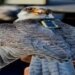 Tagged falcons visit India covering 33K km; then reach Somalia