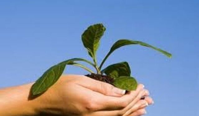 Plantation programme held at Womens College Srinagar