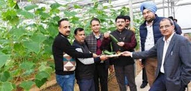 Harvesting of Seedless Cucumber begins at Krishi Bhawan Jammu