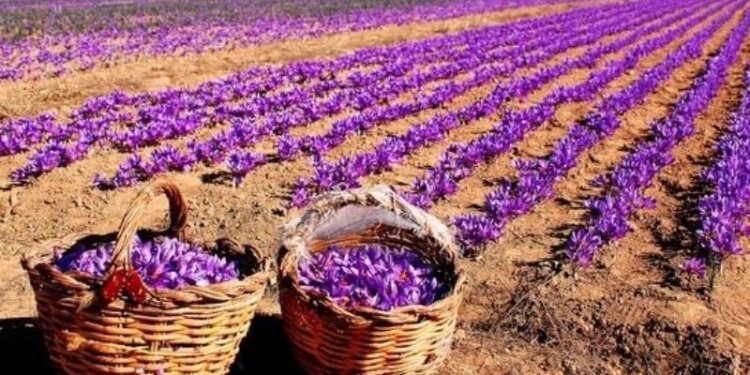 NECTAR to explore saffron farming in north east region
