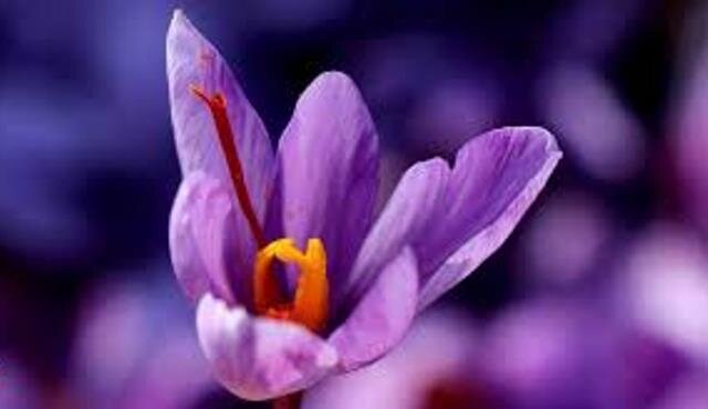 From a flower in Kashmir comes a precious spice, journey of saffron