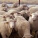 Unknown Persons Steal 11 Sheep from Kulgam Village