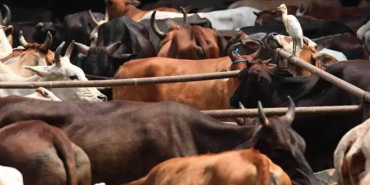 Karnataka cabinet okays anti-cow slaughter ordinance
