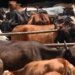 Karnataka cabinet okays anti-cow slaughter ordinance
