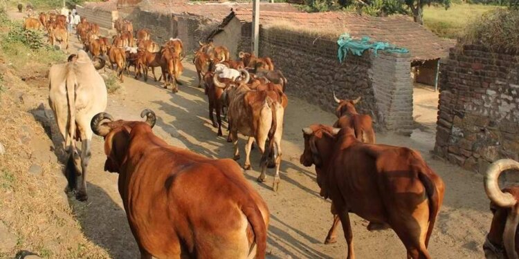 Effect of new slaughter laws: cattle numbers fall in BJP-ruled states