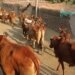 Effect of new slaughter laws: cattle numbers fall in BJP-ruled states