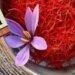 Powered by GI tag, J&K launches Kashmiri saffron in UAE market