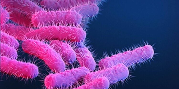 Six cases of shigella infection in Kerala’s Kozhikode, one dead