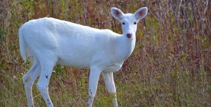 No presence of white deer in Gulmarg: Wildlife Department 