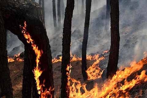 Land mines exploded after forest fire rages at LoC Poonch