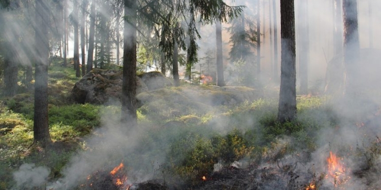 NDMA Issues High Alert For Forest Fires in J&K Due to Prolonged Dry Spell