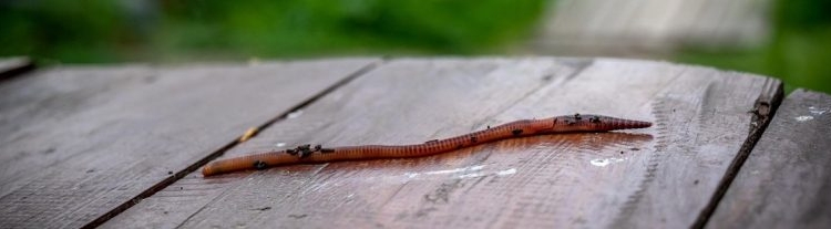 Snake like worm removed from Nine -Year-Old’s Nose in Anantnag