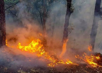 Fire breaks out in forest area of Udhampur