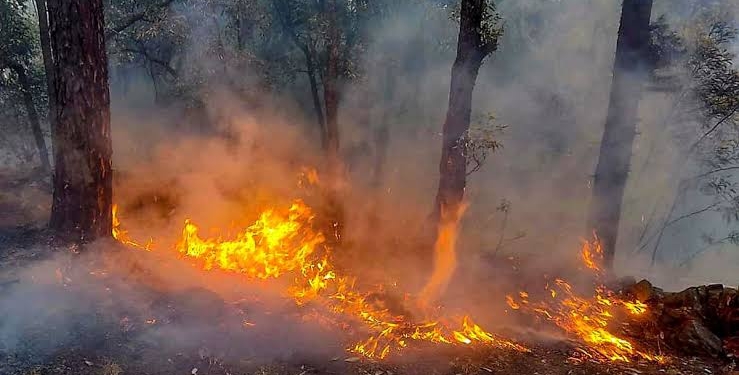 Fire breaks out in forest area of Udhampur