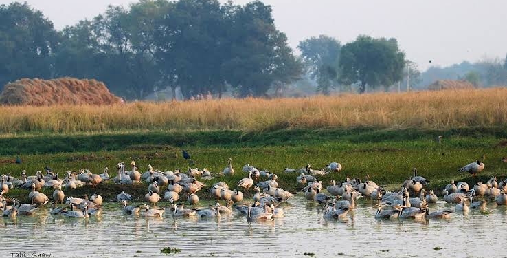 Asian Water bird census to be conducted across 25 Wetlands in Kashmir
